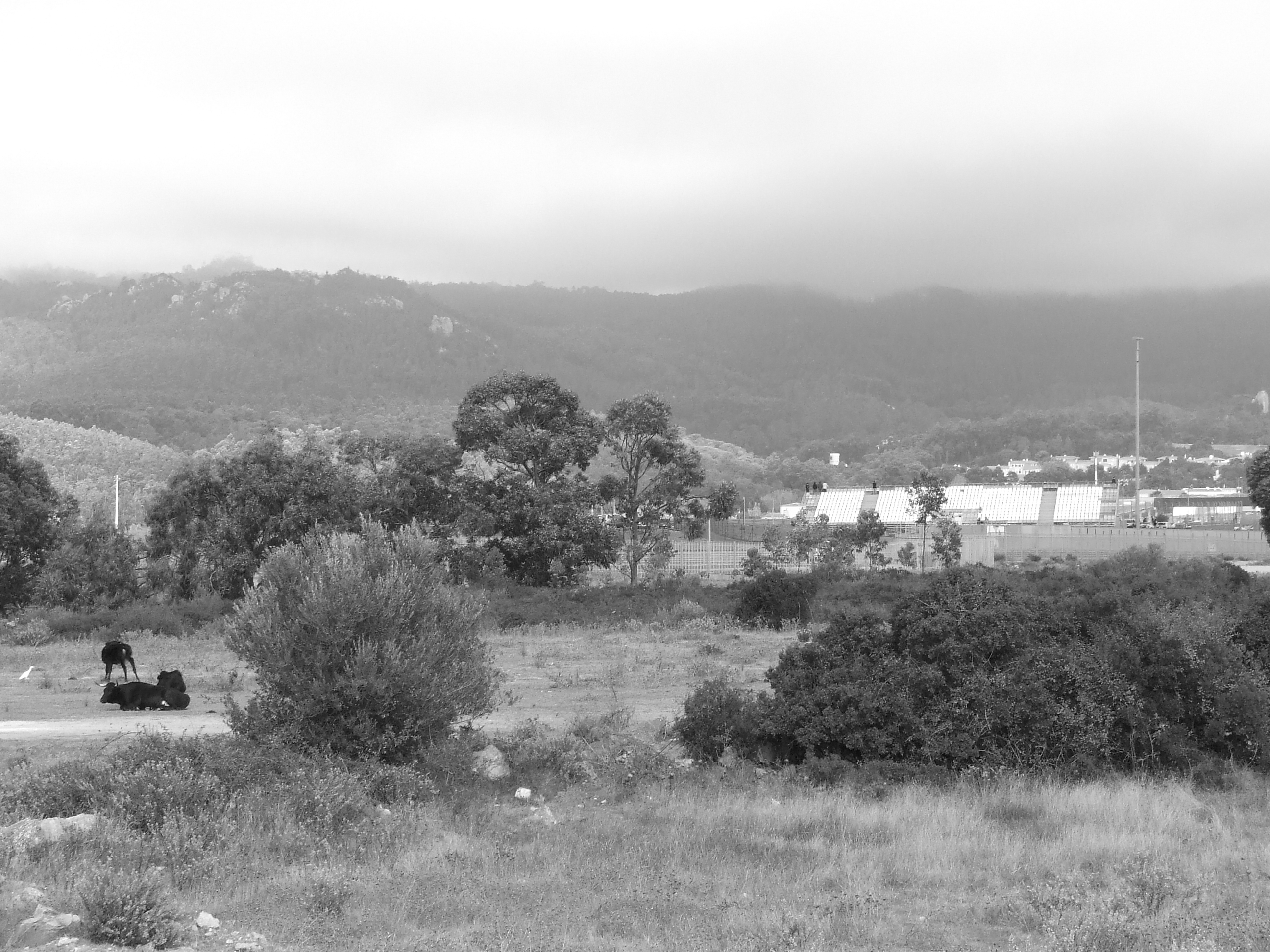 Animals... and cars!